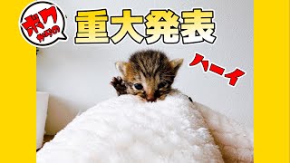 【見分けがつかない】コンビニにぽつんといた子猫がやってきました【保護猫生活2日目】