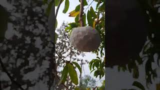 Ramphal, also known as gritty custard apple or bullock heart is in season! #shorts #farmlife #fruit