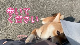 色んな事に興味津々で散歩にならない柴犬