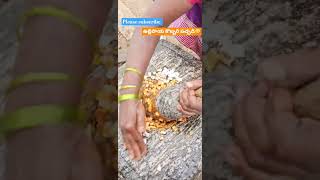 ఉల్లిపాయ కొబ్బరి రోటి పచ్చడి#onion#coconut#short#ytshort