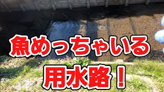 [ガサガサ]魚めっちゃいる用水路を見つけた！