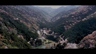 【淡路島　諭鶴羽ダム の桜　ドローン空撮】Cherry blossom tree in Awaji Island Japan in 4K HD -