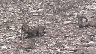 Troupeau de bouquetins des Alpes