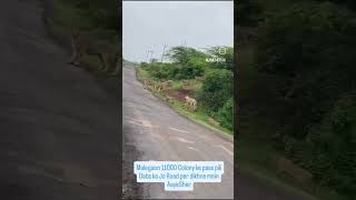 Malegaon 11000 Colony ke pass pili Dabs ka Jo Road per dikhne mein AayeSher #viralvideo #2024 #viral