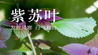 【紫苏叶】吃鱼螃蟹中毒了，赶紧来看