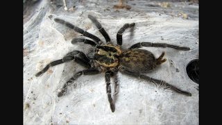 Adult Female, Heterothele Villosella, Dwarf Chestnut Tarantula, 🕷 Acting Strange 🕷