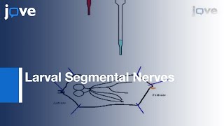 Visualization: Larval Segmental Nerves: 3rd Instar Drosophila Larval Preparations l Protocol Preview