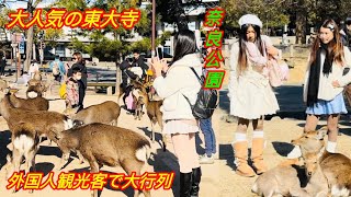 大人気の東大寺🦌外国人観光客で大行列💖 奈良公園 | deer in nara Japan : deer in Japan 🤩!!