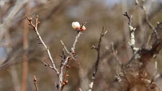 T346    2024年12月20日　　ウメ　　　音楽　森の小径　　　南部丘陵公園　　たか鷹短信