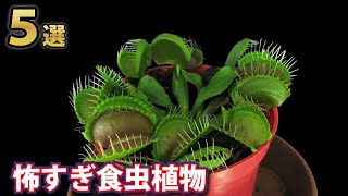 実在する恐ろしすぎる食虫植物５選