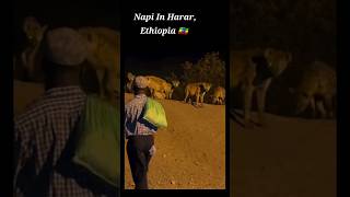 #napi #problemas #Harar #Ethiopia 🇪🇹