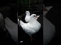 Кінги Голуби. голуби голубеводство pigeons