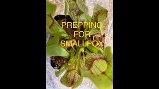 Prepping for smallpox and the Sarracenia Purpurea plant