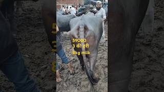 बाखड़ी सस्ती भैंस बिकाऊ मुर्रा , बहुत शानदार मुर्रा#cow #bannibaffalo #murrah  #animal  28