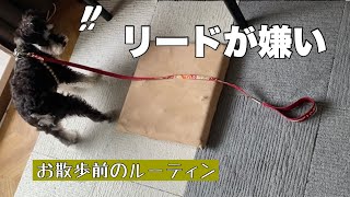 🐾散歩前にリードつけたら動かなくなった【ミニシュナのべる】