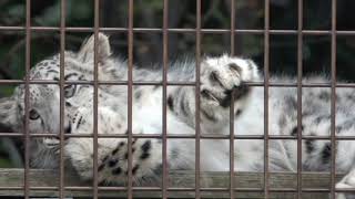 ユキヒョウ赤ちゃんジーマっ子 ハムハムして泳いでみたの Zima’s baby sucks paw, swims in midair.2023.10月 Snow Leopard Cub