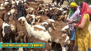 3months Ram kids Latest prices in Avanthipuram Bakra Mandi | Seller details and Prices