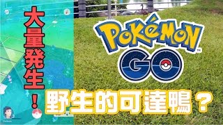 【Pokemon GO】野生可達鴨與傑尼龜？大量發生中 ➤精靈寶可夢GO #3