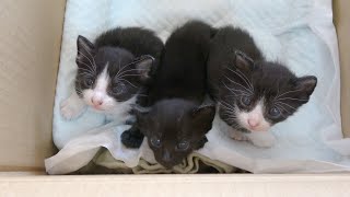 【保護子猫】真夏の暑い日に保護された生後約2週間の子猫のミルクボランティア｜初めて哺乳瓶でミルクをあげるのに大苦戦｜ダンボールの中の小さい大切な命（1日目）2nd｜kitten.cat.