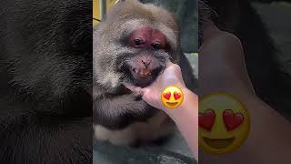 Most beautiful smile of baboon #animallover #monkeylover #cute #monkeylove #youtubeshorts #short