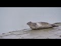 phoca vitulina harbor seal gewone zeehond