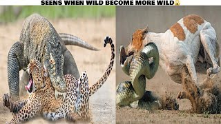 12 Unexpected Animal Fights | Animal Fights | Wildlife Photography