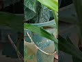 caterpillar in leaf part 1 #shortsvideo #viralshort #shorts #HB cuber