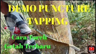 Demo Puncture Tapping -  Toreh Getah Cara Tebuk - Cara Toreh Getah - Kg. Pangi Kelawat Kota Belud