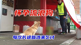 流浪狗妈妈为了生下孩子，每天冒死进城讨要食物。