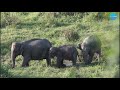 জিম করবেট ন্যাশনাল পার্ক jim corbett national park full hd 1080p high fr60