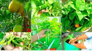 🍀 Terrace kitchen Garden 🍀 Harvesting 🍀🏡