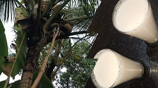 വീട്ടിൽ guest vanno? തേങ്ങ പറിച്ചാലോ.. coconut milk shake.