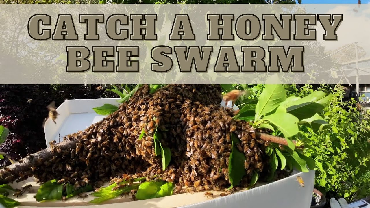 How-To: Catch A Honey Bee Swarm - YouTube