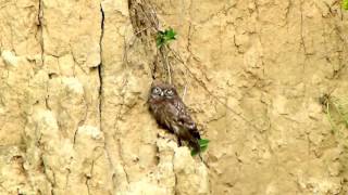 Сыч домовой (Athene noctua)