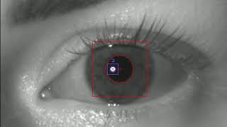 EyeLoop human eye-tracking