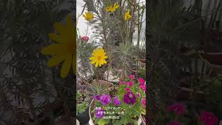 【HD動画】2025年1月2日  冬の花が咲いています。 #flowers #garden #癒し#自然 #naturelovers #薔薇は美しく散る #ばらの花 #rosegarden