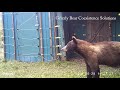 young black bear meets electric fence