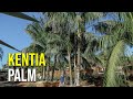 Kentia Palm