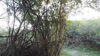 Olive Bushshrike singing