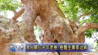 南投新聞-埔里樹醫生治療千年茄苳樹