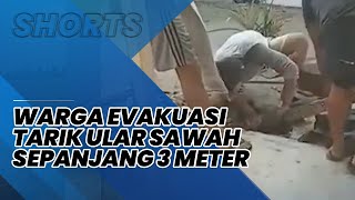 Detik detik Penemuan Ular Sepanjang 3 Meter Gegerkan Warga Sampai Kesulitan Menariknya