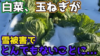 【秋冬野菜】が残酷な雪被害にあいました。