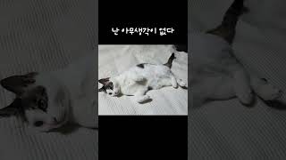 그냥 생각이 없기 때문이다 #cat  #cute #집사 #고양이 #눕방