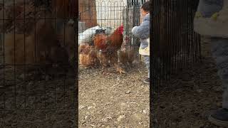 Little Cute Cultivation of hobbies since childhood Little breeder watching chickens Little breed