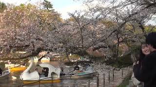 2023/3/30 (Th): 井の頭公園の桜満開 (2/3)