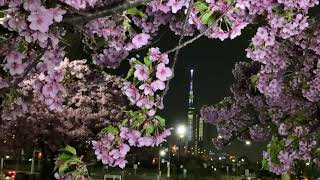 汐入公園　河津桜　桜　さくら　荒川区　南千住　　2022年　3月13日 　Tokyo Skytree 　東京スカイツリー　ライトアップ　ホワイトデー「Thinking of you」