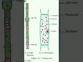 👉oedogonium.👈 b.sc.1 shorts trending viral botany algae