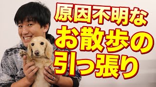 【原因不明】お散歩の引っ張る時と引っ張らない時がある！？