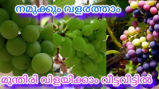 ഏത് കാലാവസ്ഥയിലും വളരുന്ന മുന്തിരി  #thiruvananthapuram #grapefarming