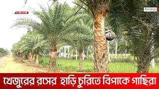 দিনাজপুরের ফুলবাড়ীতে রস সংগ্রহে চলছে খেজুর গাছের পরিচর্যা | DBC NEWS